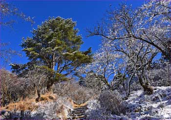 雪化粧