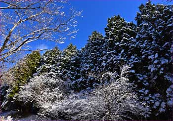 雪化粧