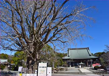 遊行寺大銀杏