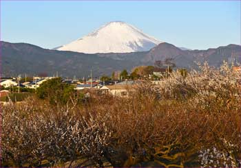 富士山