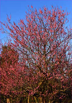 紅梅