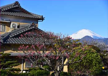 民家に梅が咲く