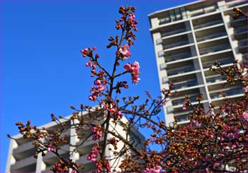 河津桜