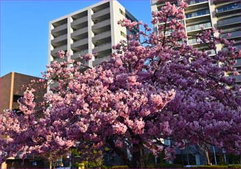 河津桜