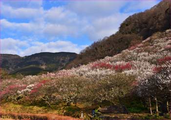 幕山公園