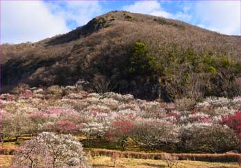 幕山公園