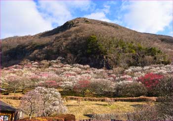 幕山梅盛り