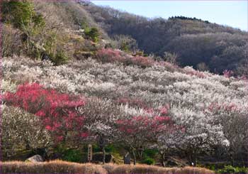 幕山公園