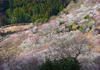 梅公園