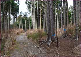 林道山道