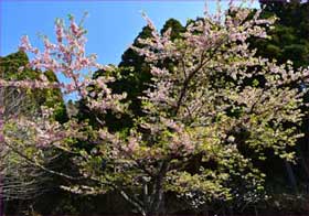 河津桜