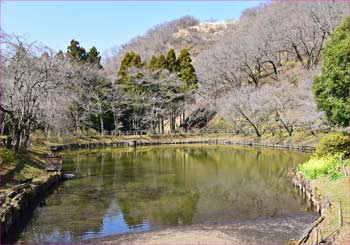 最明寺の池