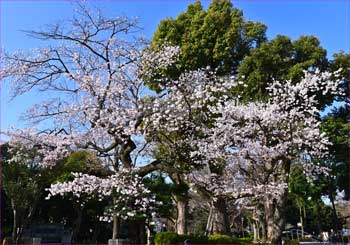 桜満開