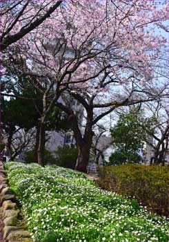 花咲く公園