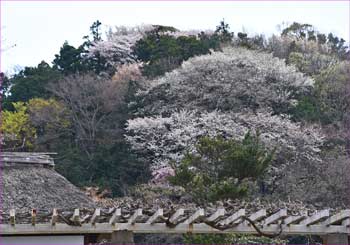 山桜