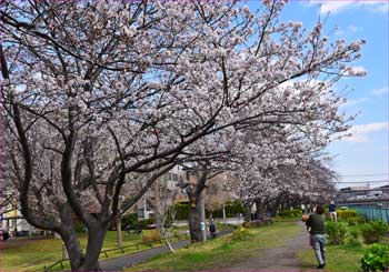 桜見頃