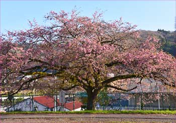 ホームの桜