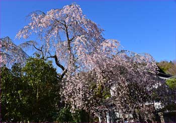 しだれ桜