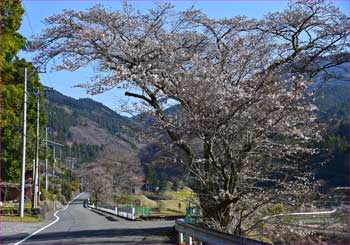 桜咲いて