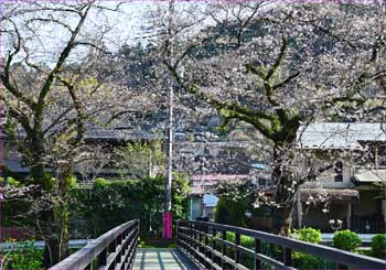 桜橋