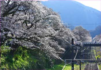 御殿場線の桜