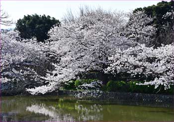 源氏池の桜