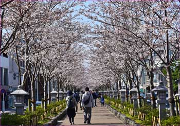 段葛の桜