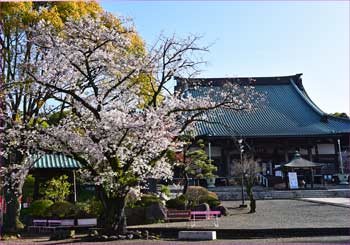 桜も咲いて