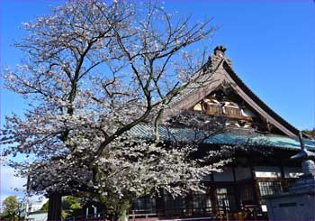 遊行寺の桜