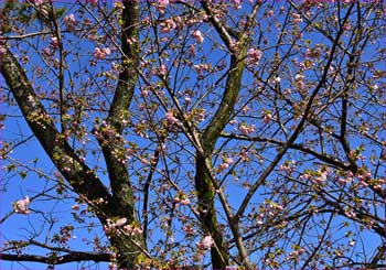 八重桜