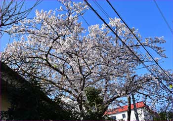 公園の桜