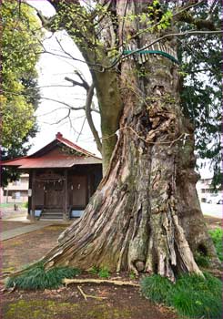 八坂神社の大椋