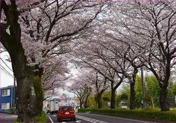 はだの桜みち