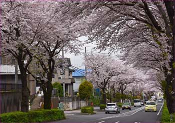 桜みち