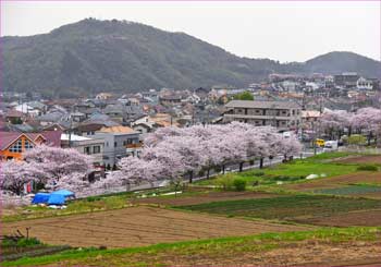 桜みち