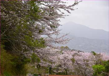 桜に大山が