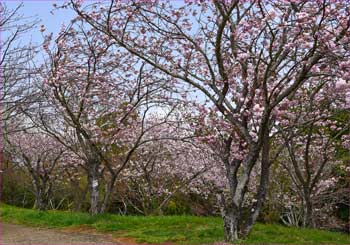 八重桜