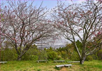 八重桜公園