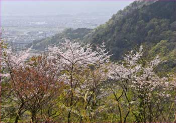 松田展望