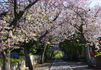 八重桜