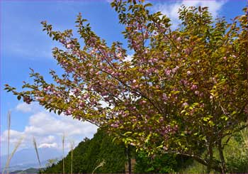 八重桜