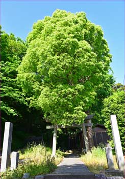 熊野神社