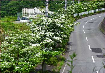 登山口車道