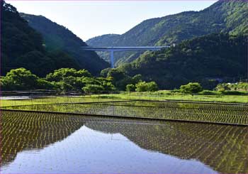 谷峨田植え