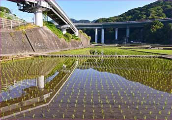 谷峨の田んぼ