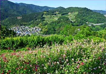 湯触の景