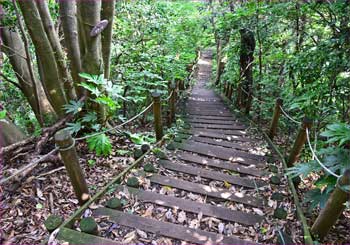 木の階段道