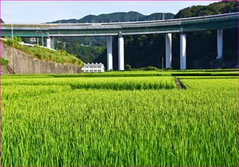 谷峨田んぼ