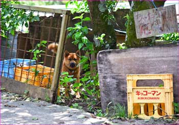 高杉の犬