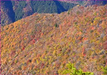 紅葉の尾根